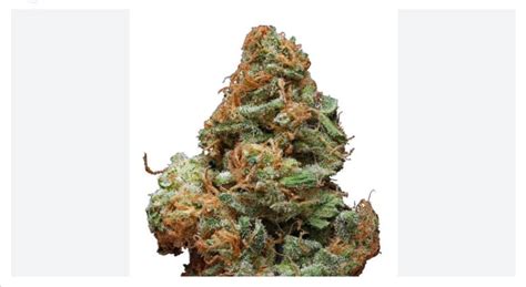 burberry strain info